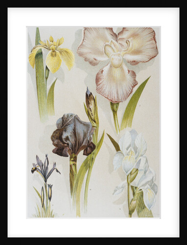 Illustration Depicting Various Types of Irises by Anonymous
