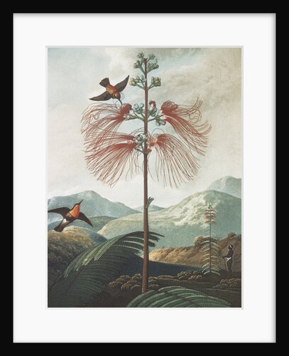 Illustration Depicting Hummingbirds Feeding from a Plant by Anonymous