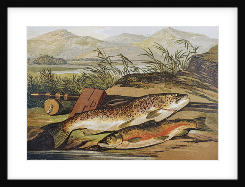 Illustration of Fishing Tackle with a Trout and a Charr by Anonymous