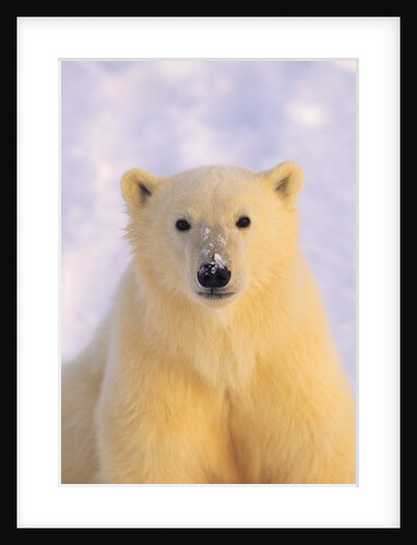 Polar Bear Yearling by Anonymous