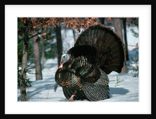 Wild Turkey by Anonymous