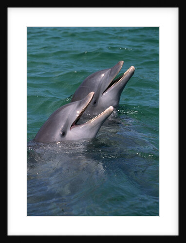 Bottlenose Dolphins Calling from the Water by Anonymous