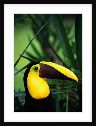 Chestnut-Mandibled Toucan by Anonymous