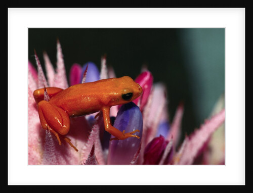Mantella aurantiaca by Anonymous