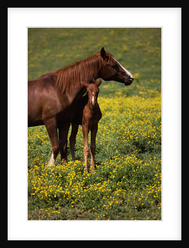 Arabian Mare and Foal by Anonymous