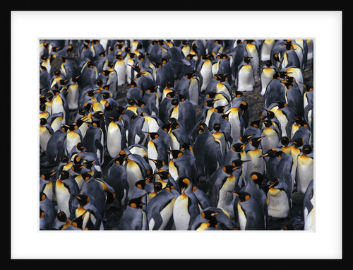 King Penguin Colony by Anonymous