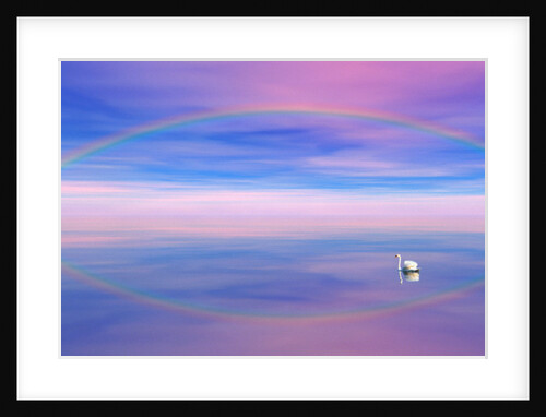 Rainbow Reflecting over Swan by Anonymous