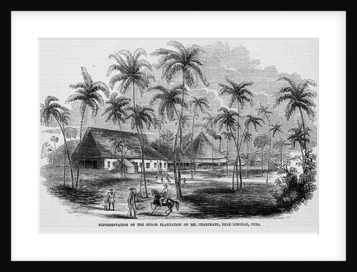 Sugar Plantation by Anonymous