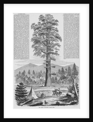 Giant Sequoia Tree by Anonymous