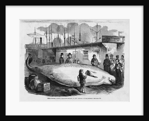White Porpoise by Anonymous