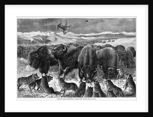 Buffalo Bulls Guarding Herd by Anonymous