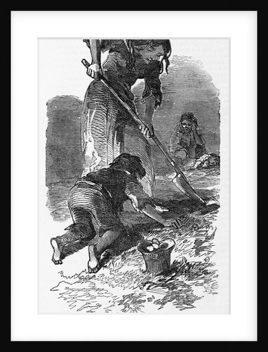 Searching for Potatoes in a Stubble Field Illustration by Anonymous