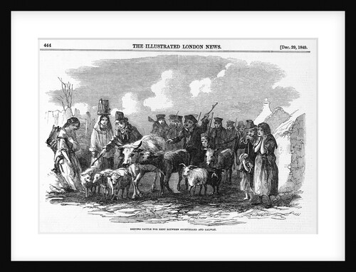 Irish Cattle Drive by Anonymous