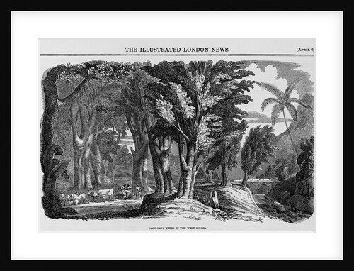 Grove of Mahogany by Anonymous