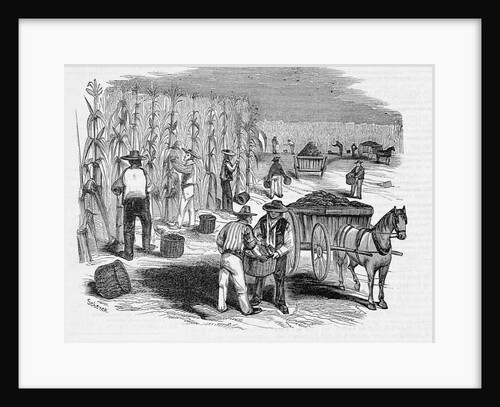 Harvesting Corn by Anonymous