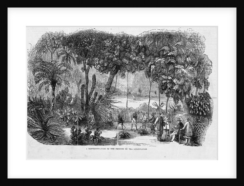 Cultivating Tea by Anonymous