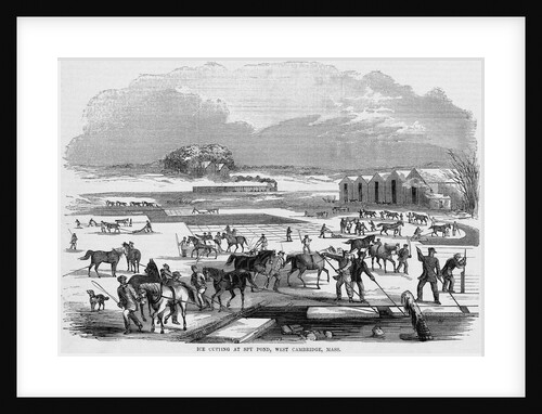 Cutting Ice at Spy Pond by Anonymous