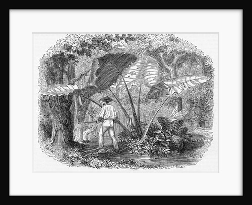 Hunting in Mexican Forest by Anonymous