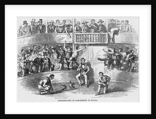 Cockfighting in Havana, Cuba by Anonymous