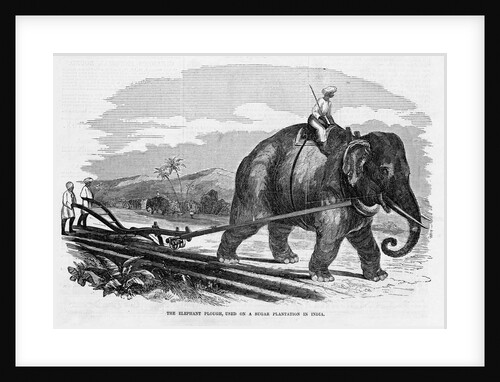 Elephant Pulling Plow by Anonymous