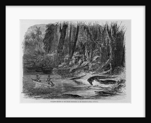 Alligator Shooting in the Swamps Bordering on the Mississippi River, Louisiana Illustration by Anonymous