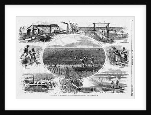 Rice culture on the Ogeechee, near Savannah, Georgia by A. R. Waud