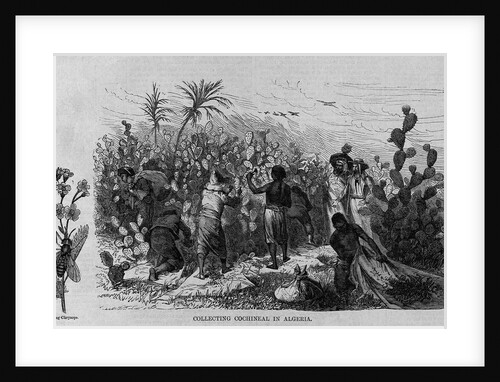 Collecting cochineal in Algeria by Anonymous