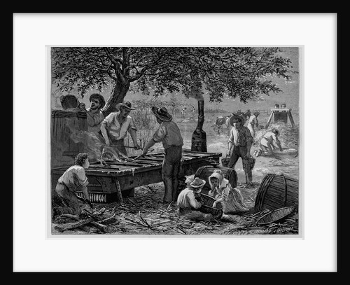 Sketches in the Far West-Sugar Making in Texas by Anonymous