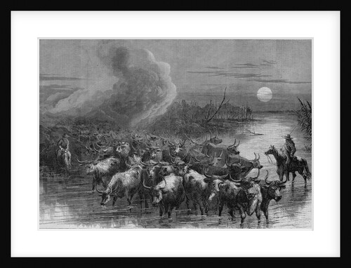 A drove of Texas cattle crossing a stream by A. R. Waud