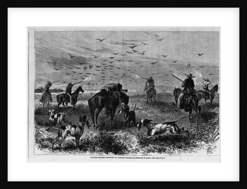 Prairie-chichen shooting in Kansas by Theodore R. Davi