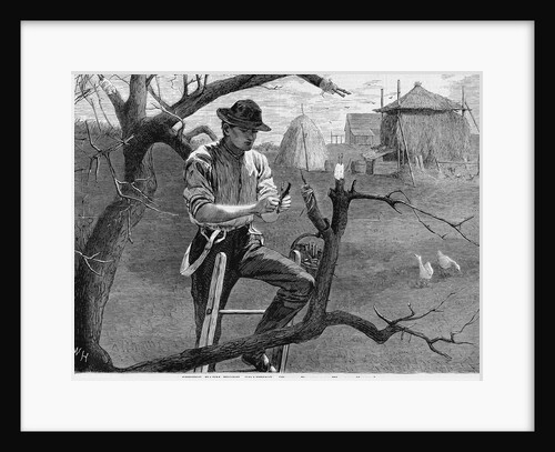 Spring Farm Work: Grafting Wood Engraving by Winslow Homer