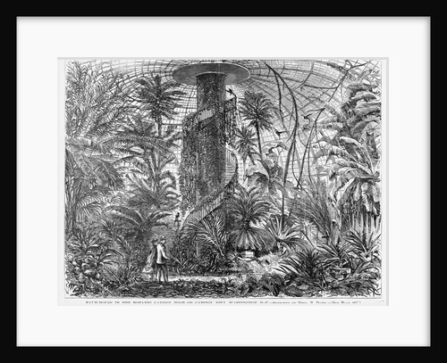 Palm-House in the Botanic Garden, Foot of Capitol Hill, Washington, DC by Anonymous