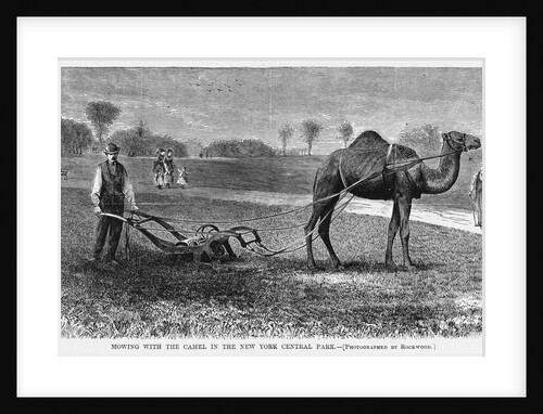 Mowing With the Camel in the New York Central Park by Anonymous