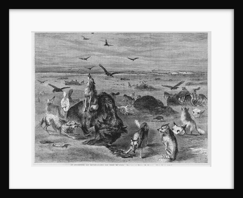 Slaughter of Buffalos on the Plains by Anonymous