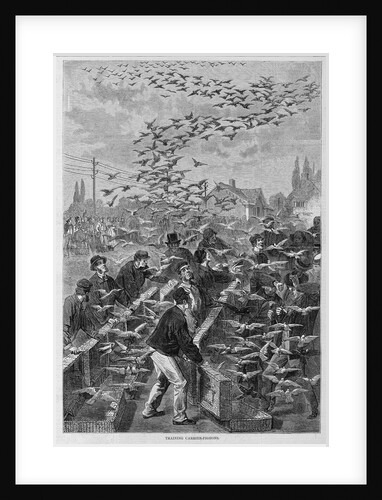 Training Carrier-Pigeons by Anonymous