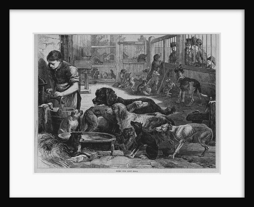 Home For Lost Dogs by Anonymous