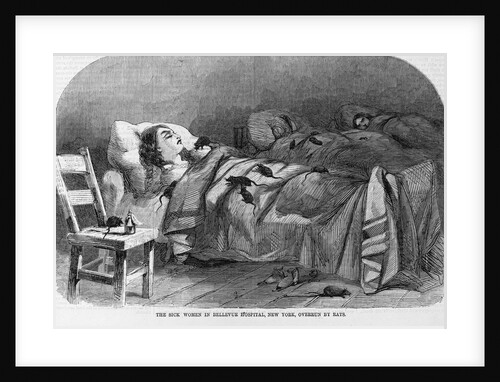 The sick women in Bellevue Hospital, New York, overrun by rats by Anonymous