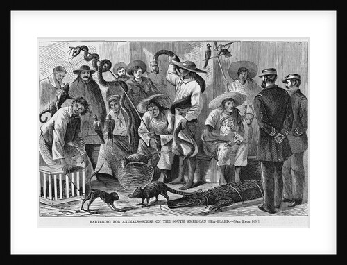 Bartering For Animals - Scene on the South American Sea-Board by Anonymous