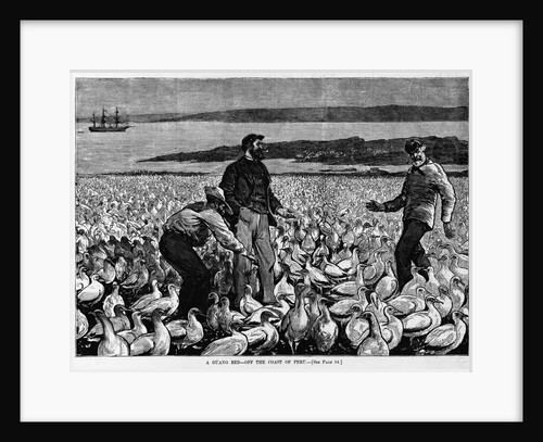 A Guano Bed - Off the Coast of Peru Illustration by Anonymous