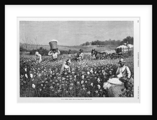 In a cotton field by Horace Bradley