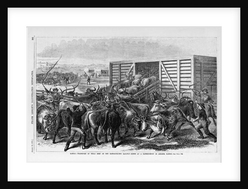 Kansas - Transport of Texas beef on the Kansas Pacific railway - scene at a cattle shoot in Abilene, Kansas by Anonymous