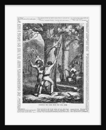 Stripping the Bark from the Cork Tree Illustration by Anonymous