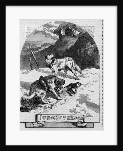 The Dog's of St. Bernard by Anonymous