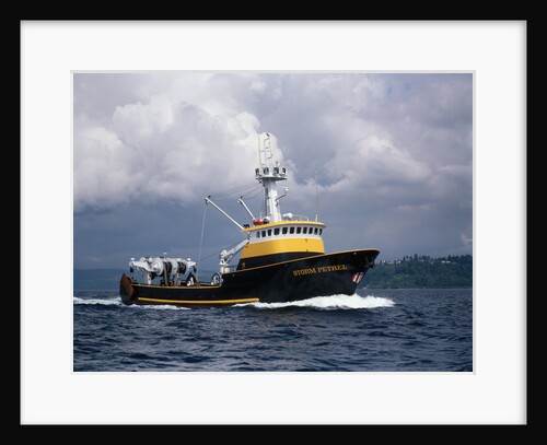 The Storm Petrel in Puget Sound by Anonymous