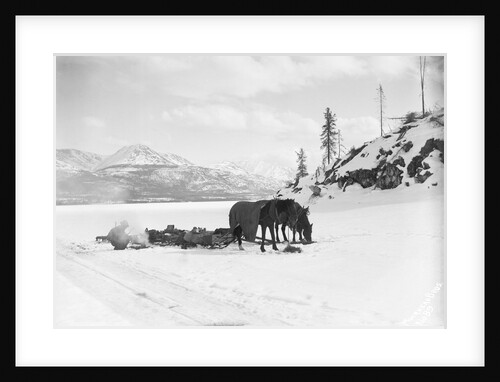 Horses and Sledge in the Klondike by Anonymous