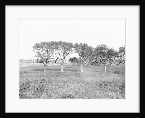 Poe Cottage in 1900 by Anonymous