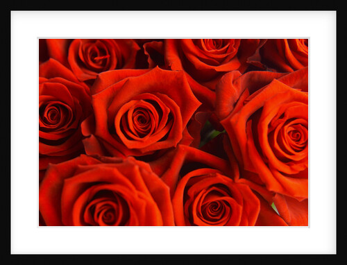 Red Roses by Anonymous