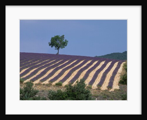 Fields of Lavender in Provence, France by Anonymous
