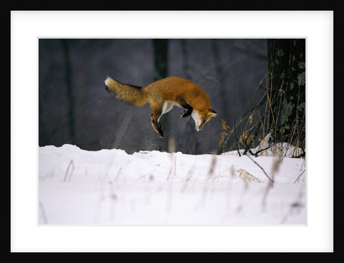 Red Fox Jumping in the Snow by Anonymous