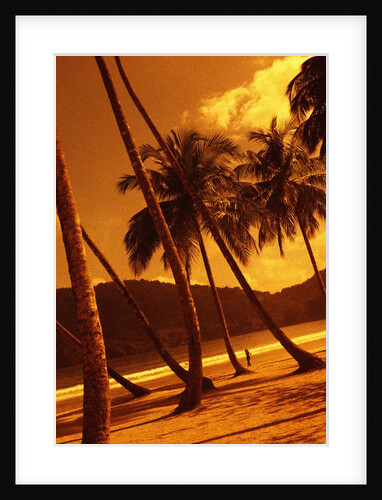 Palm Trees on Beach by Anonymous